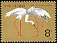 Siberian Crane Leucogeranus leucogeranus  1986 Great White Crane 