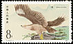 Black Kite Milvus migrans  1987 Birds of prey 