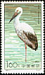 Oriental Stork Ciconia boyciana  1992 Storks 