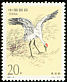 Whooping Crane Grus americana  1994 Cranes 