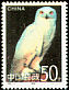 Snowy Owl Bubo scandiacus  1995 Owls 