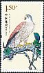 Common Kestrel Falco tinnunculus  2014 Raptors 