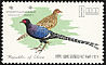 Mikado Pheasant Syrmaticus mikado