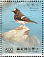 Little Forktail Enicurus scouleri  1991 Taiwan stream birds Sheet