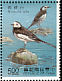 White Wagtail Motacilla alba