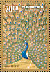 Indian Peafowl Pavo cristatus