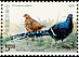 Mikado Pheasant Syrmaticus mikado  1993 Taiwan birds Strip