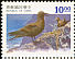 Brown Noddy Anous stolidus