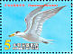 Chinese Crested Tern Thalasseus bernsteini