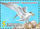 Chinese Crested Tern Thalasseus bernsteini