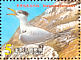 Chinese Crested Tern Thalasseus bernsteini  2002 Chinese Crested Tern Sheet