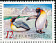 King Penguin Aptenodytes patagonicus  2006 King Penguin 