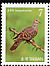Oriental Turtle Dove Streptopelia orientalis  2008 Birds 