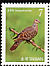 Oriental Turtle Dove Streptopelia orientalis