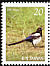 Oriental Magpie Pica serica