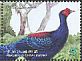 Swinhoe's Pheasant Lophura swinhoii