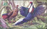 Swinhoe's Pheasant Lophura swinhoii  2014 Conservation of birds  MS