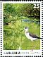 Black-winged Stilt Himantopus himantopus