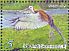 Pheasant-tailed Jacana Hydrophasianus chirurgus