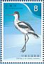 Pied Avocet Recurvirostra avosetta