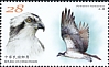 Western Osprey Pandion haliaetus  2020 Conservation of birds 