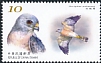 Chinese Sparrowhawk Accipiter soloensis  2022 Conservation of birds 