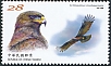 Black Eagle Ictinaetus malaiensis