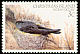 Christmas Island Swiftlet Collocalia natalis  1982 Birds definitives 