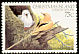 White-tailed Tropicbird Phaethon lepturus  1982 Birds definitives 