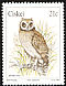 Marsh Owl Asio capensis