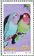 Rosy-faced Lovebird Agapornis roseicollis