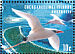 Red-tailed Tropicbird Phaethon rubricauda