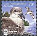 Herald Petrel Pterodroma heraldica