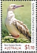 Red-footed Booby Sula sula  2020 Booby birds Sheet