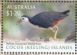 White-breasted Waterhen Amaurornis phoenicurus