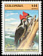 Lineated Woodpecker Dryocopus lineatus