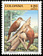 Straight-billed Woodcreeper Dendroplex picus  1985 Birds 