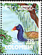 Purple Gallinule Porphyrio martinica