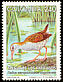 Bogota Rail Rallus semiplumbeus  1994 Birds 