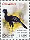 Blue-billed Curassow  Crax alberti