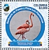 American Flamingo Phoenicopterus ruber