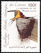 Barn Swallow Hirundo rustica  1985 Audubon 