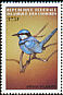 Splendid Fairywren Malurus splendens