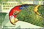 Red-crowned Amazon Amazona viridigenalis  1999 Fauna and flora  MS
