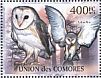 Western Barn Owl Tyto alba