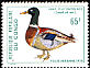 Mallard Anas platyrhynchos  1978 Birds 