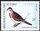 European Turtle Dove Streptopelia turtur  1990 Birds 