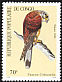 Common Kestrel Falco tinnunculus  1990 Birds 