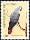 Grey Parrot Psittacus erithacus  1990 Birds 