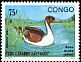Northern Pintail Anas acuta  1991 Wild ducks 
